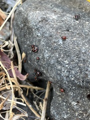 Bagrada hilaris