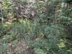 Doellingeria umbellata