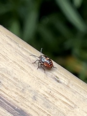 Bagrada hilaris
