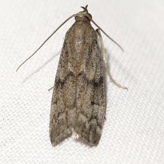 Vitula edmandsii