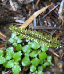 Cyathophorum bulbosum