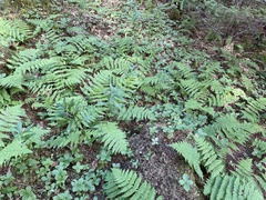 Dennstaedtia punctilobula