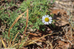 Aphanostephus skirrhobasis