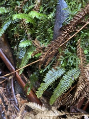 Cyathophorum bulbosum