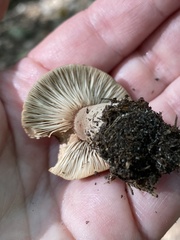 Lactarius quietus