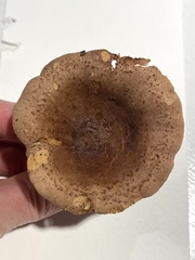Lactarius quietus