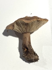 Lactarius quietus