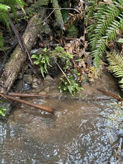 Cyathophorum bulbosum