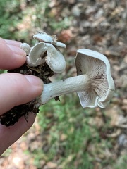 Clitocybe odora