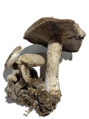 Clitocybe odora