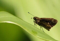 Vehilius stictomenes
