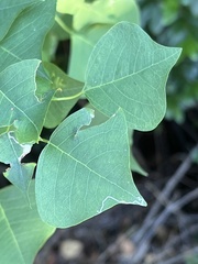 Caloptilia