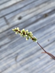 Persicaria punctata