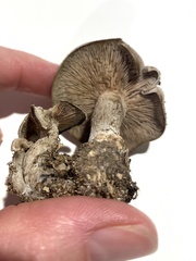 Clitocybe odora