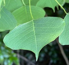 Caloptilia