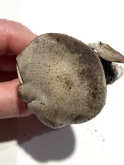 Clitocybe odora