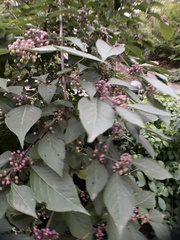 Callicarpa