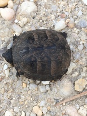 Kinosternon subrubrum