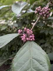 Callicarpa