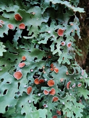 Pseudocyphellaria