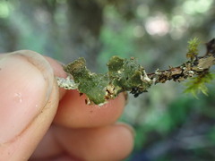 Nephroma