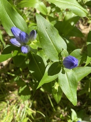 Gentiana clausa