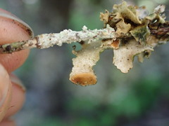 Nephroma