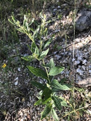 Lithospermum subsetosum