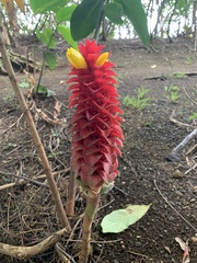 Costaceae