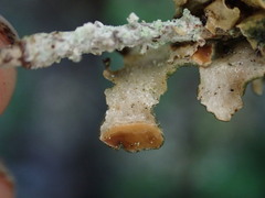 Nephroma