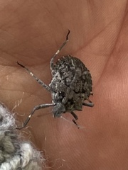 Brochymena quadripustulata