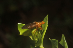 Scathophaga reses