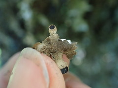 Nephroma