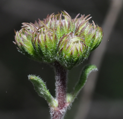 Ageratum tehuacanum