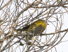 Chlorospingus flavopectus