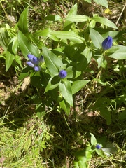 Gentiana clausa