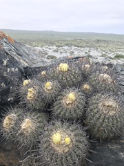 Copiapoa coquimbana
