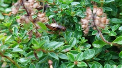 Allonemobius fasciatus