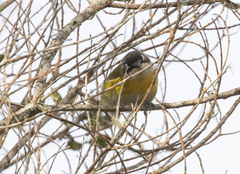 Chlorospingus flavopectus