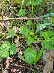 Ranunculus muricatus