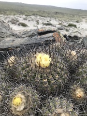 Copiapoa coquimbana