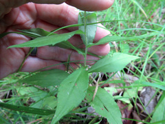 Symphyotrichum lateriflorum