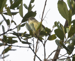 Phylloscartes ventralis
