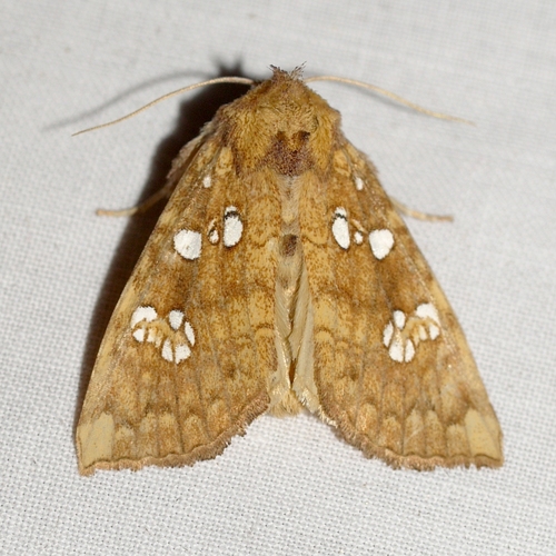 Ash Shoot Borer Moth photo 3