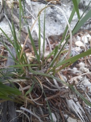 Panicum hallii