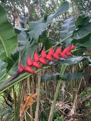 Heliconia bihai