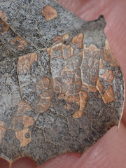 Coccomyces dentatus