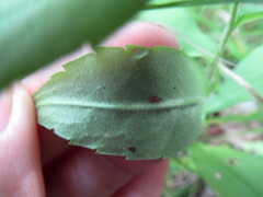 Symphyotrichum lateriflorum
