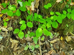 Amelanchier arborea