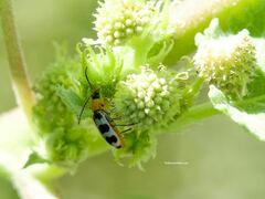 Paranapiacaba tricincta